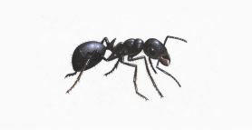 P4 Find out about Ants